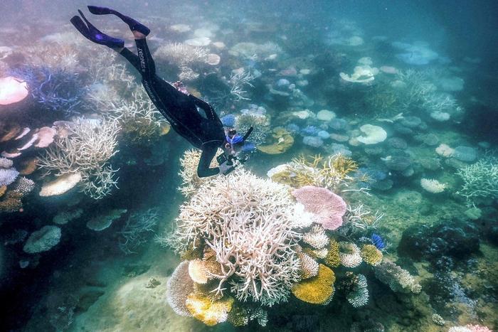 海水长时间异常高温：全球珊瑚礁正在发生第四次白化