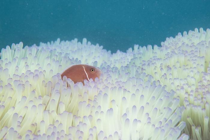 海水长时间异常高温：全球珊瑚礁正在发生第四次白化