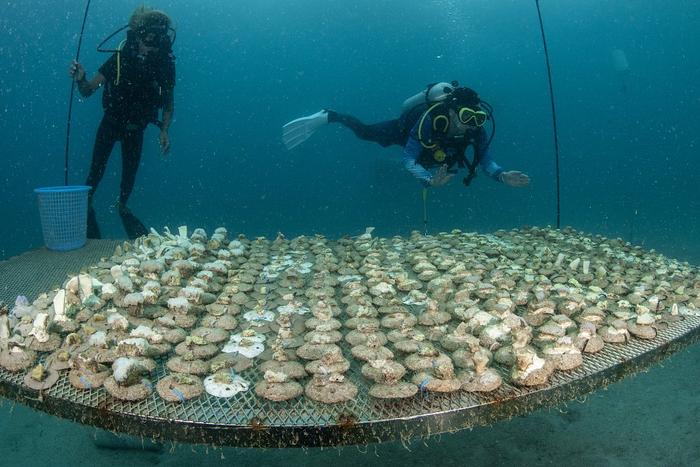 海水长时间异常高温：全球珊瑚礁正在发生第四次白化