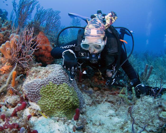 海水长时间异常高温：全球珊瑚礁正在发生第四次白化