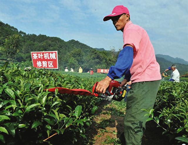 春茶采摘后茶园管理技术要点