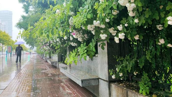 美！雨中蔷薇！盘点秦皇岛几处专属“莫奈花园”→