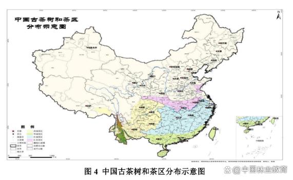 最新数据：中国古茶树5600多万株