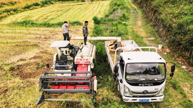 沿河：10万余亩油菜成熟 农机收割忙