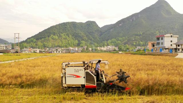 沿河：10万余亩油菜成熟 农机收割忙