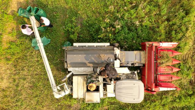 沿河：10万余亩油菜成熟 农机收割忙