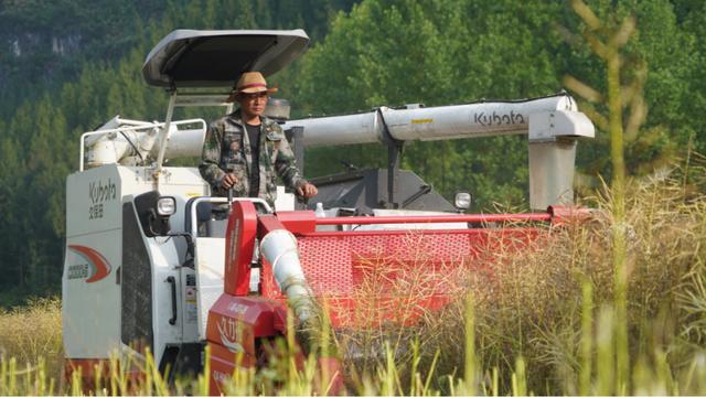 沿河：10万余亩油菜成熟 农机收割忙