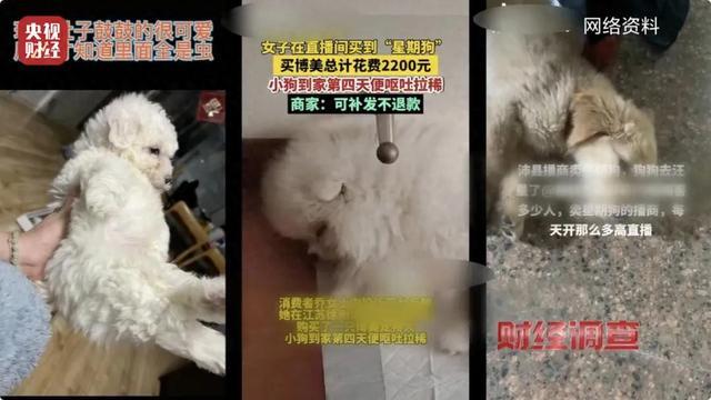 直播间买的宠物到家7天就死亡，体检、疫苗接种全是假的！江苏沛县回应