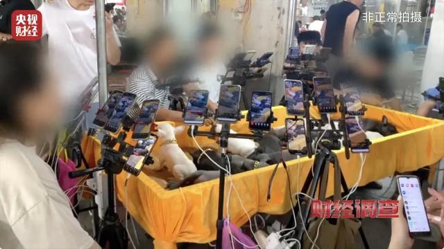 直播间买的宠物到家7天就死亡，体检、疫苗接种全是假的！江苏沛县回应