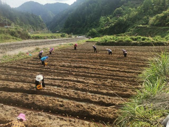 黎平县尚重镇：首发小黄姜种植项目，引村集体经济新方向