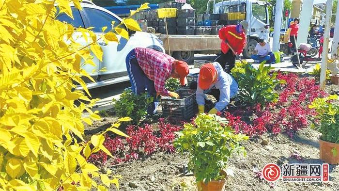 38万余株时令花卉扮靓米东城区 目前已完成14条道路的绿植补植工作