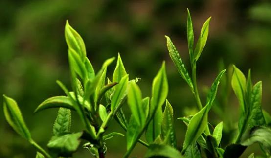 正宗明前西湖龙井茶销售倒计时，错过这个月，要再等一年！