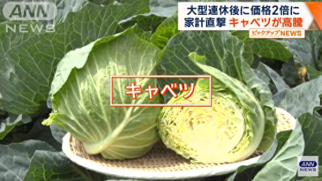 日本卷心菜价格飙升 一颗卖到300日元