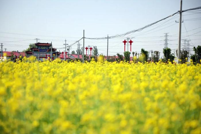 藏不住了！庞各庄这处油菜花海正值盛放，快来打卡