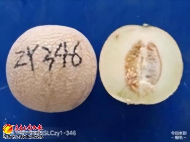 新疆发掘218份优异农作物种质资源