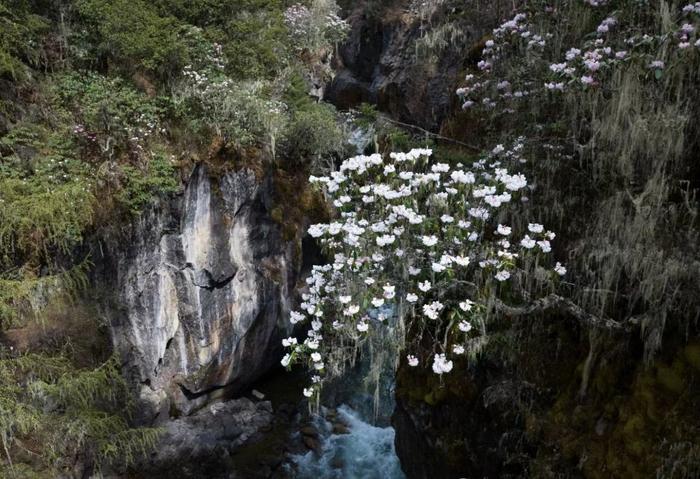 五月巴松措杜鹃绽放 高山花海迷人醉心