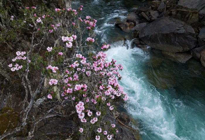 五月巴松措杜鹃绽放 高山花海迷人醉心