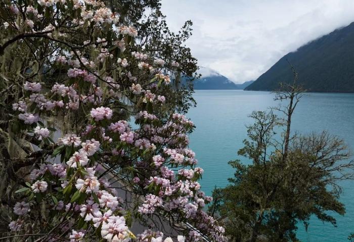 五月巴松措杜鹃绽放 高山花海迷人醉心