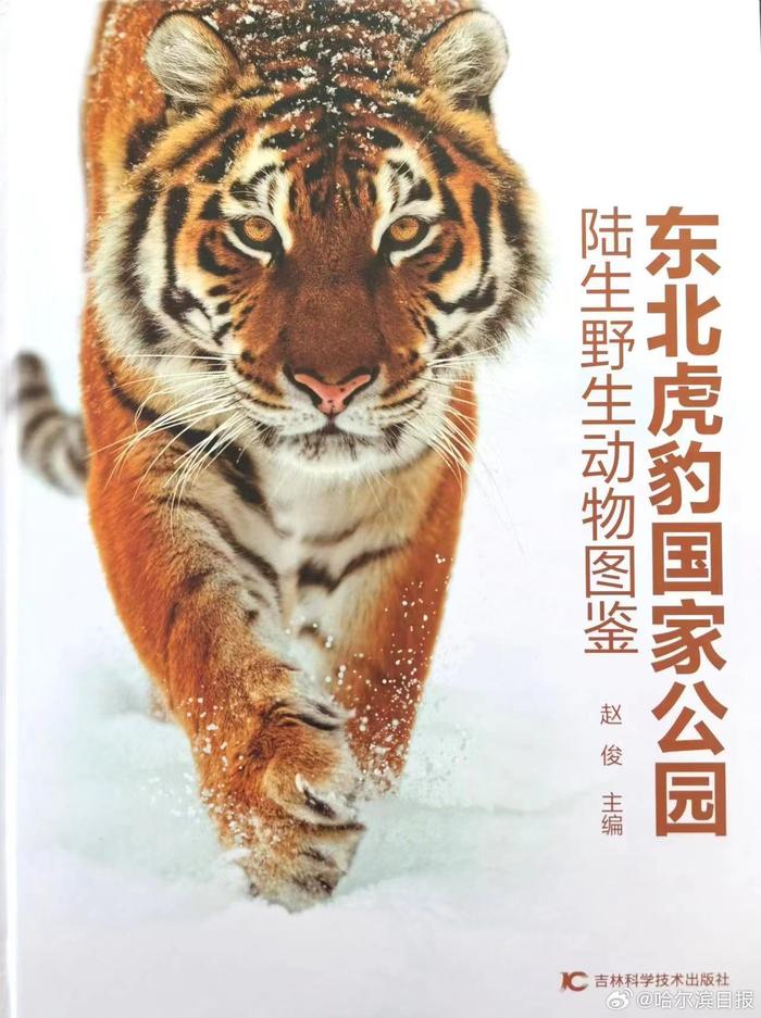东北虎豹国家公园野生东北虎、豹已增至150只左右