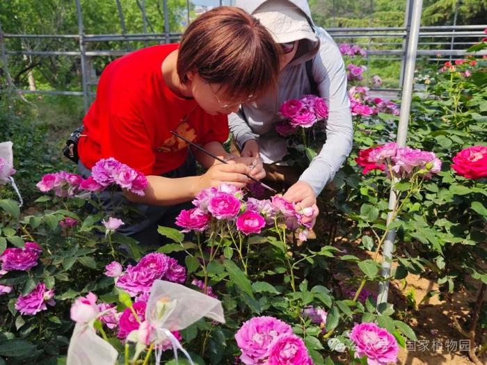 活动招募丨专家带您识花草——月季品种识别