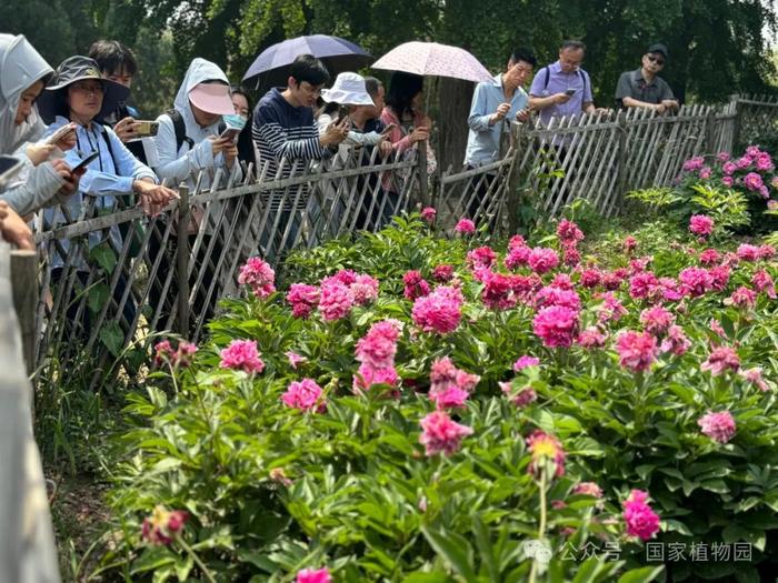 活动招募丨专家带您识花草——月季品种识别