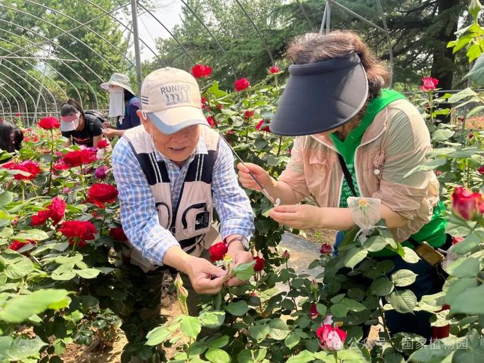 活动招募丨专家带您识花草——月季品种识别