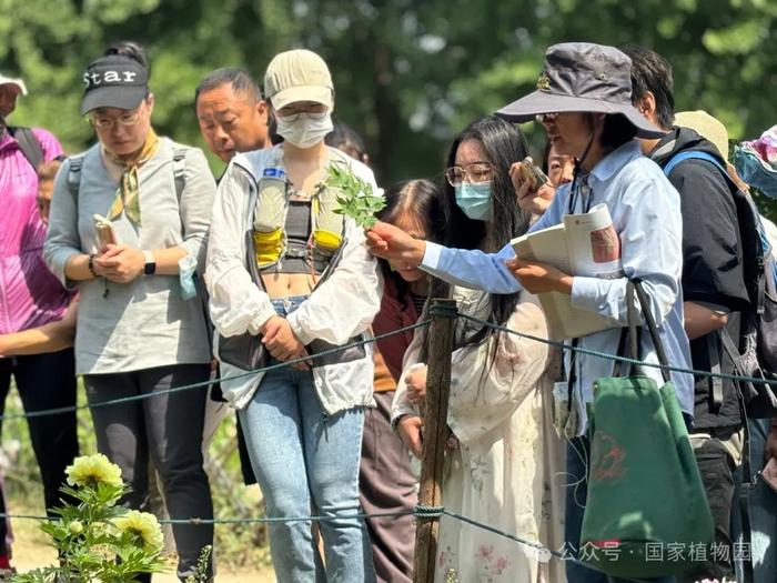 活动招募丨专家带您识花草——月季品种识别