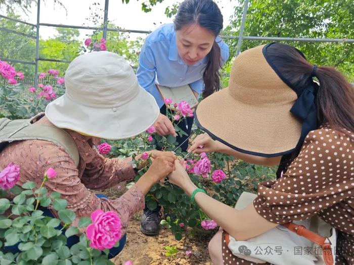 活动招募丨专家带您识花草——月季品种识别