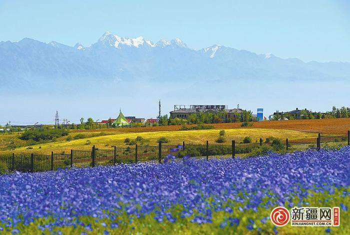 【爱家乡 游新疆】南山景区山花绽放