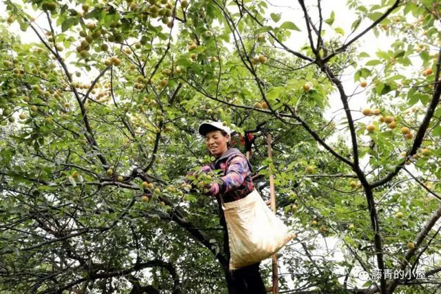 美好生活在云南｜大理洱源：梅子变身乡村振兴的“金果果”