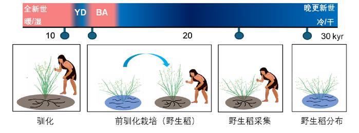 我国是世界水稻起源地添证据