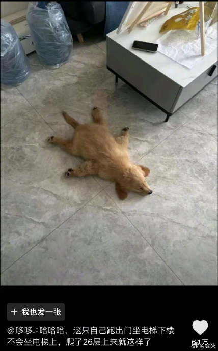 带狗自驾新疆-行前准备