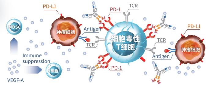 我国自主研发的双特异性抗体新药获批上市