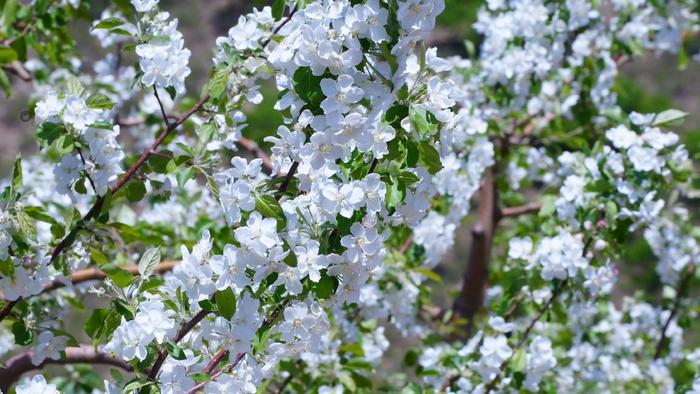 内蒙古兴安盟科右前旗：在沙果花中签收夏天