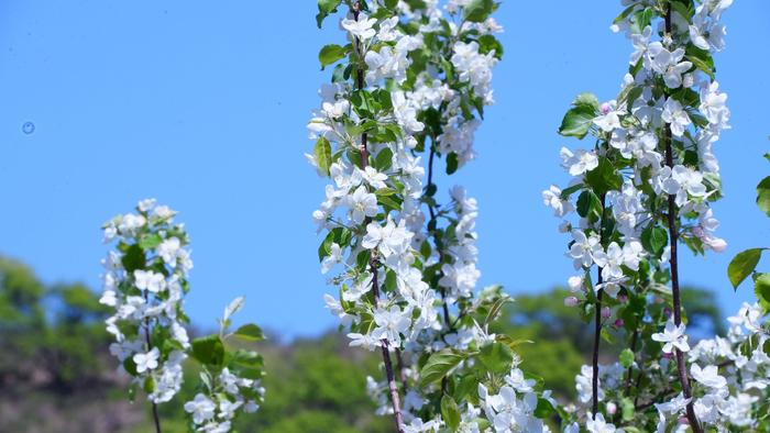 内蒙古兴安盟科右前旗：在沙果花中签收夏天