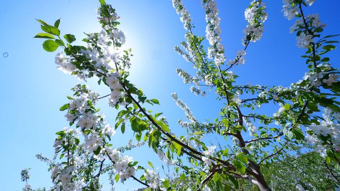 内蒙古兴安盟科右前旗：在沙果花中签收夏天