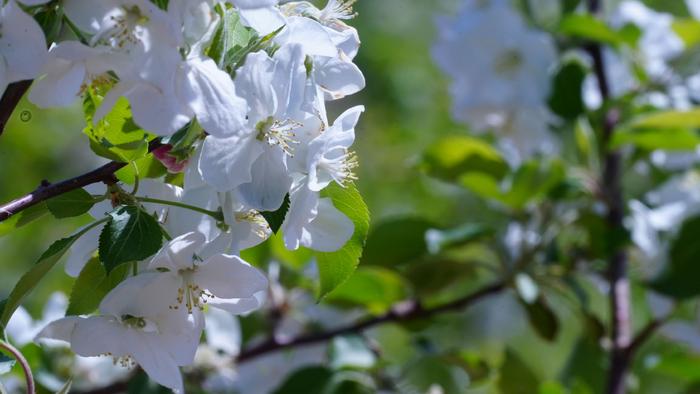 内蒙古兴安盟科右前旗：在沙果花中签收夏天