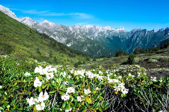 五月官鹅，满目青山！