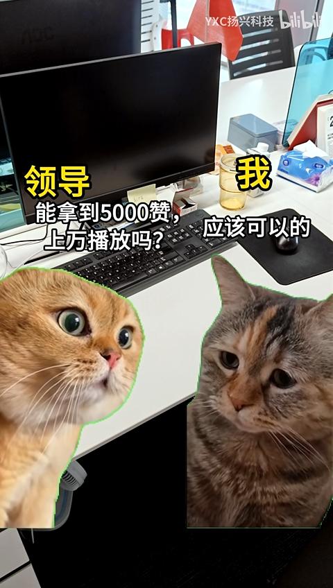 【白夜谈】放过猫meme吧