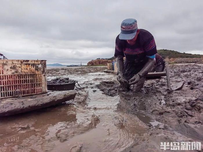 青岛一海滩，一天挖上来2000多斤…眼下最美味的海鲜！挖的过程惊呆网友：以后，我每一口都要好好珍惜