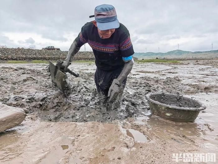 青岛一海滩，一天挖上来2000多斤…眼下最美味的海鲜！挖的过程惊呆网友：以后，我每一口都要好好珍惜