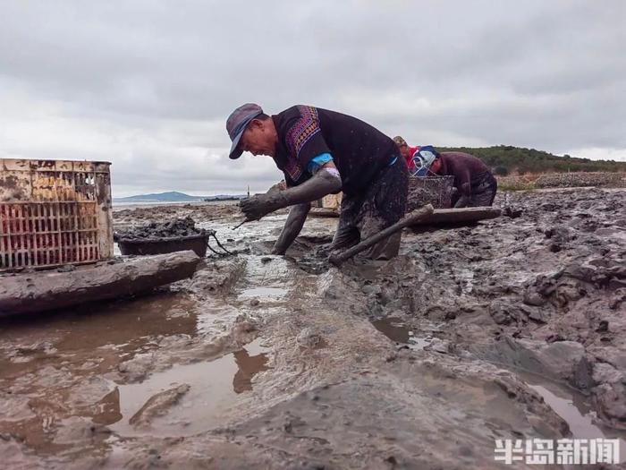 青岛一海滩，一天挖上来2000多斤…眼下最美味的海鲜！挖的过程惊呆网友：以后，我每一口都要好好珍惜