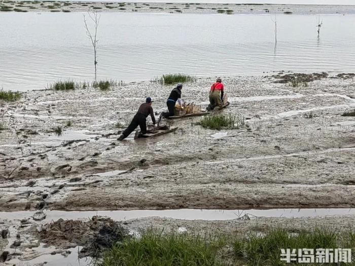 青岛一海滩，一天挖上来2000多斤…眼下最美味的海鲜！挖的过程惊呆网友：以后，我每一口都要好好珍惜