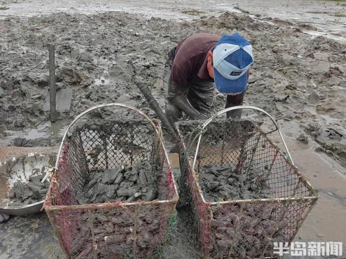 青岛一海滩，一天挖上来2000多斤…眼下最美味的海鲜！挖的过程惊呆网友：以后，我每一口都要好好珍惜