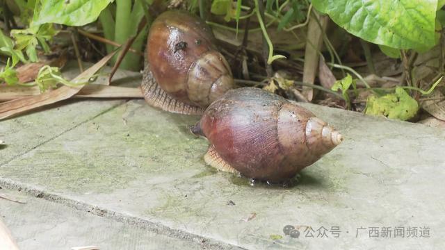 雨后非洲大蜗牛路边“流浪”，再次提醒：有毒！千万别碰更别吃