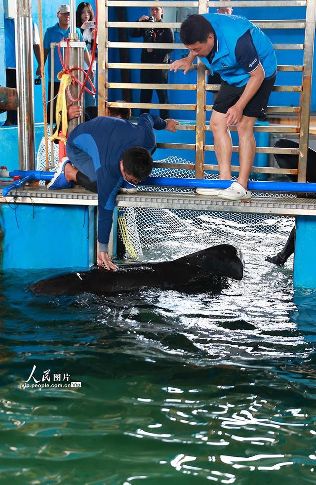 海南三亚：我国首次成功救治的搁浅短肢领航鲸“海棠”回归大海