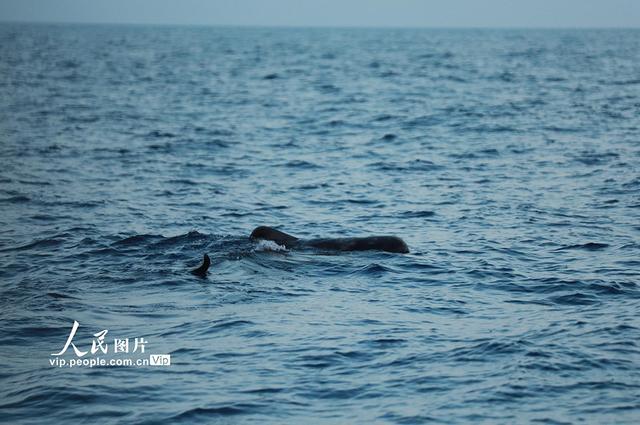 海南三亚：我国首次成功救治的搁浅短肢领航鲸“海棠”回归大海