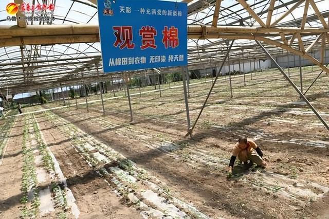 5月27日,在高新区(新市区)的中国彩棉科技园棉花种植科普教育基地,工人正在查看棉花苗成长情况。记者陈岩摄