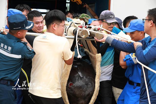 海南三亚：我国首次成功救治的搁浅短肢领航鲸“海棠”回归大海