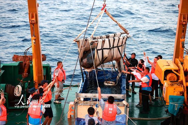 海南三亚：我国首次成功救治的搁浅短肢领航鲸“海棠”回归大海